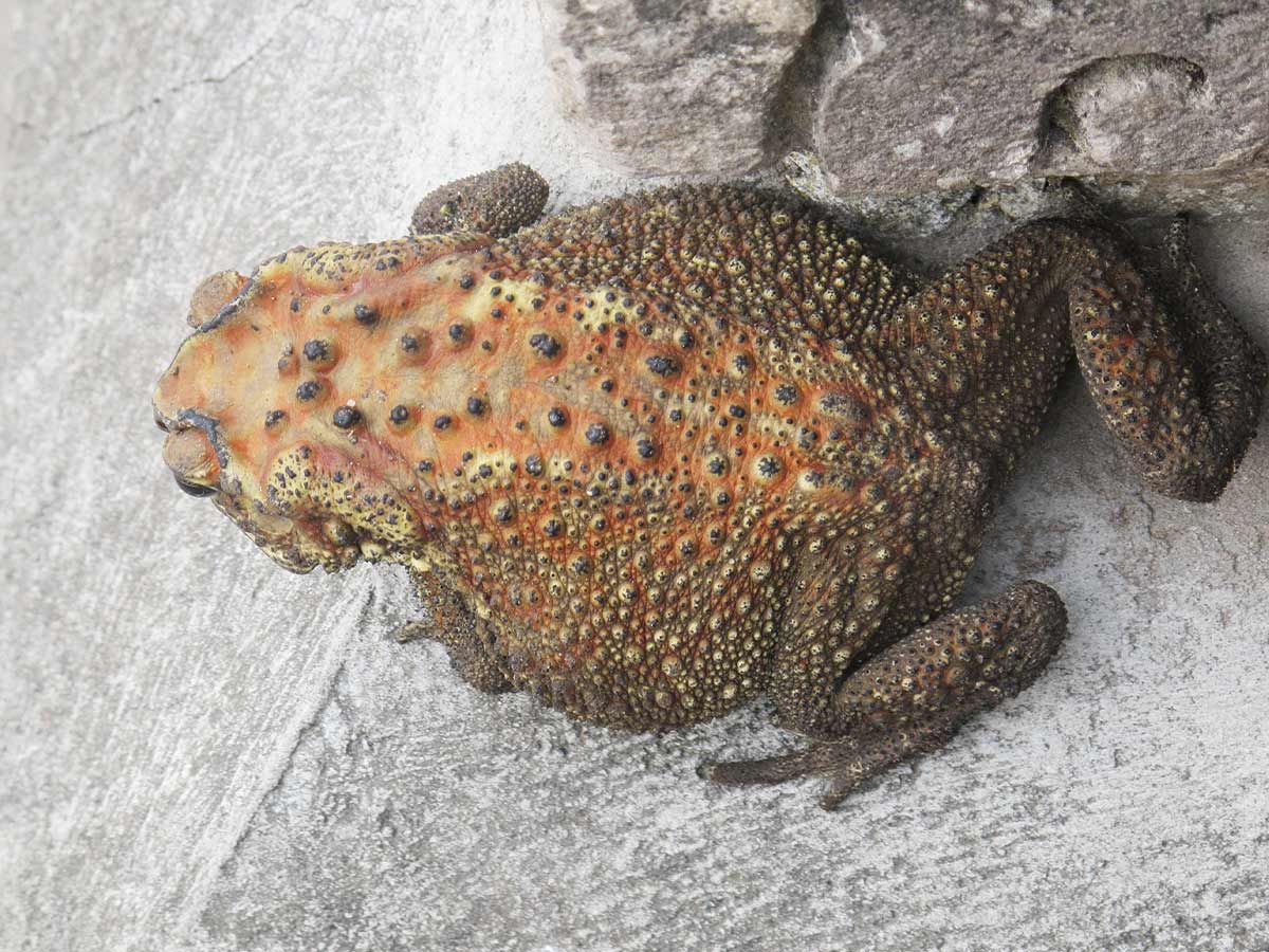 Toad