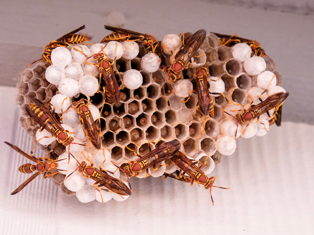 Wasp Nest