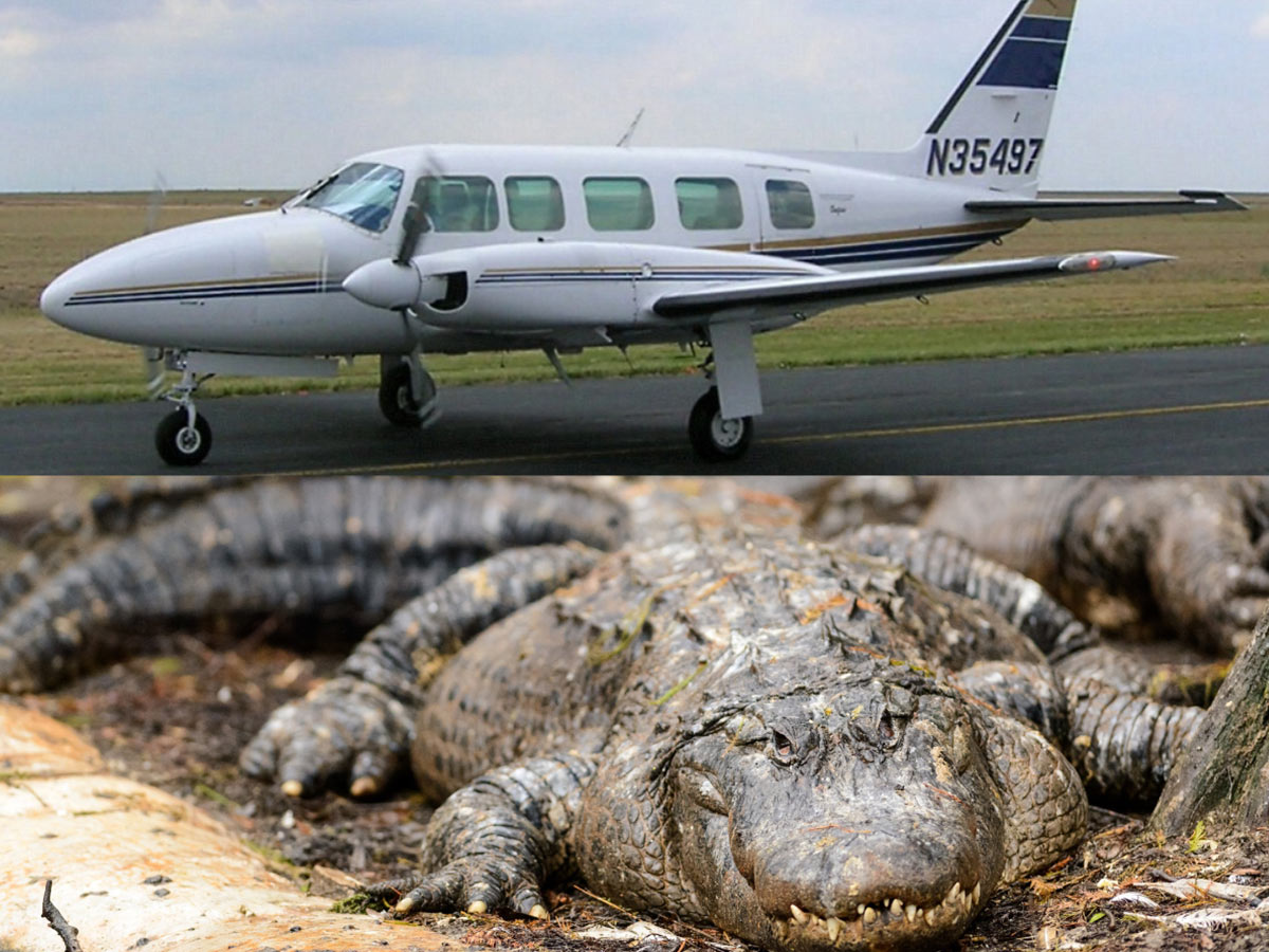Plane Hits, Kills 500-Pound Alligator at Orlando Executive Airport
