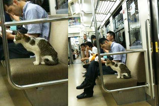 Subway cat