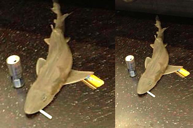 Let him have his vices--he's just a shark trying to support his family.