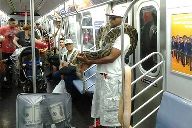 Snake on a Train