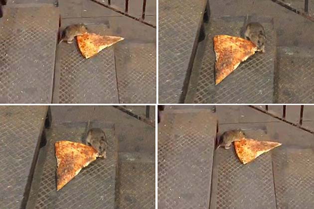 You can't blame a rat when there's pizza involved!