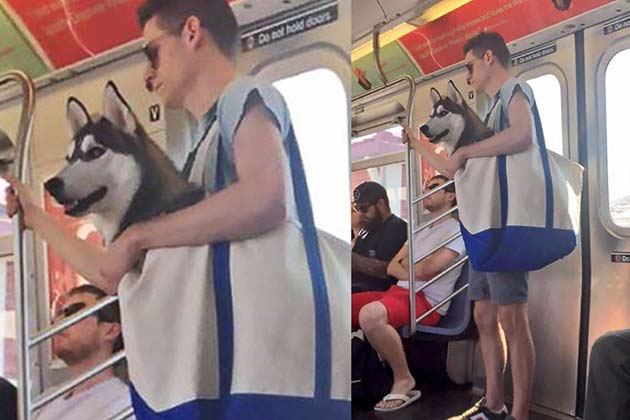 This is more adorable than any chihuahua in a purse.