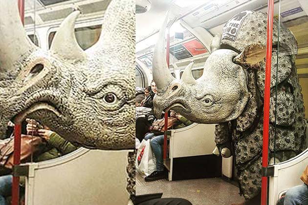Turns out the subway isn't just for humans.