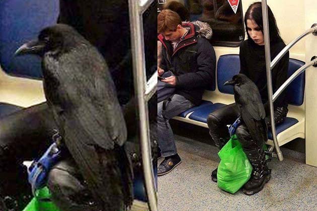 Man's best friend can take many forms...