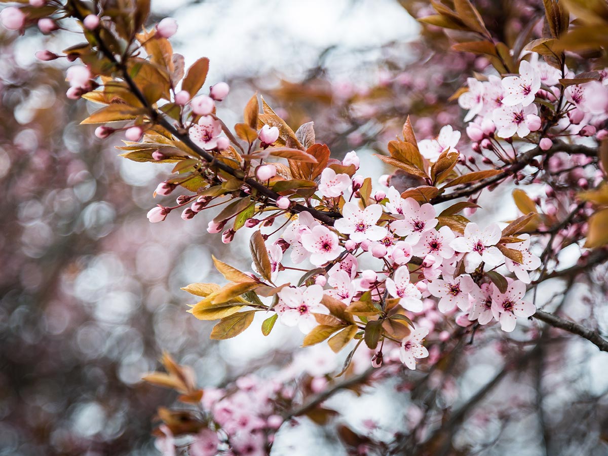 The Japanese Self-Defense Forces’ Cherry Blossom Viewing