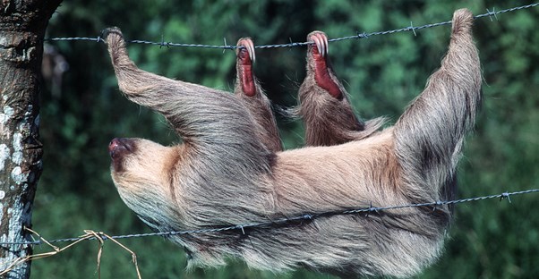 a sloth hanging on a wire