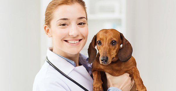 Veterinarian holding a dachshund