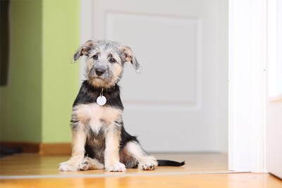 Purebred vs. Mutt: Adopting the Best Dog for You
