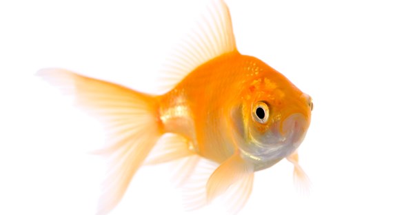 An allergy-friendly goldfish swimming around in a bowl.