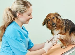 A veterinarian checks out a cute pup