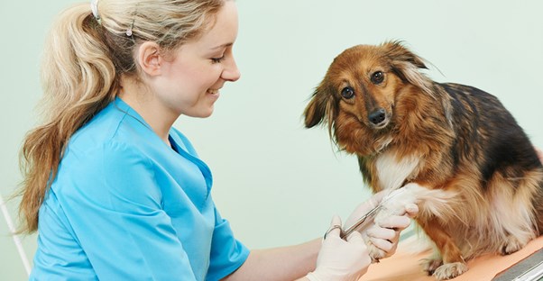 So You're Going to the Veterinarian? Here's What You Should Know