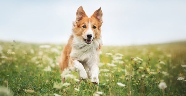 20 Ways to Keep Your Pet Safe in the Summer main image