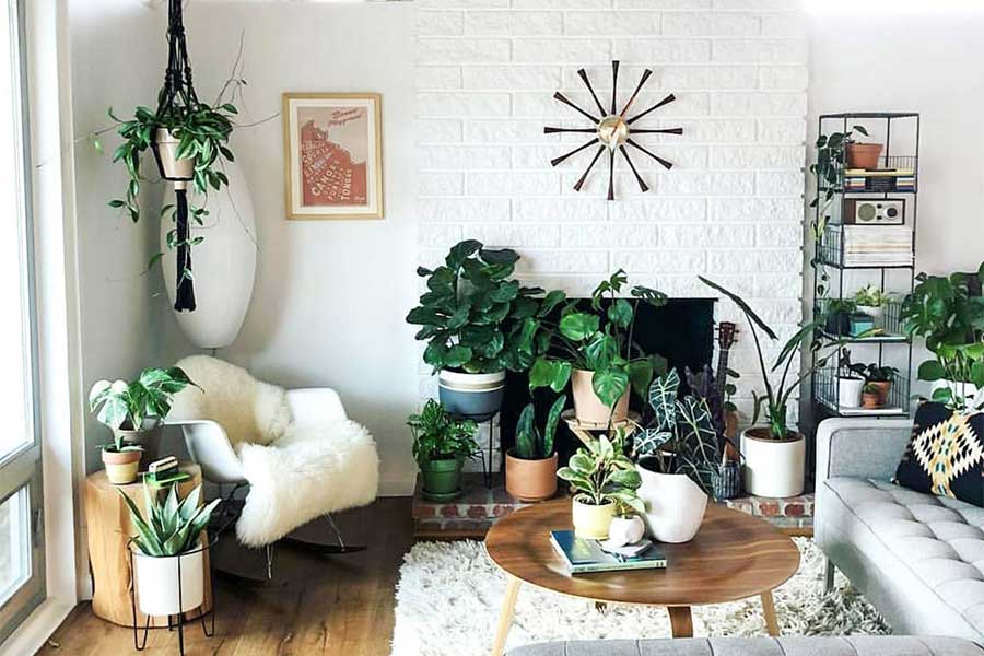 Get Plants