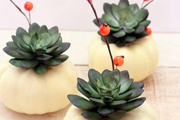 Succulent Pumpkins