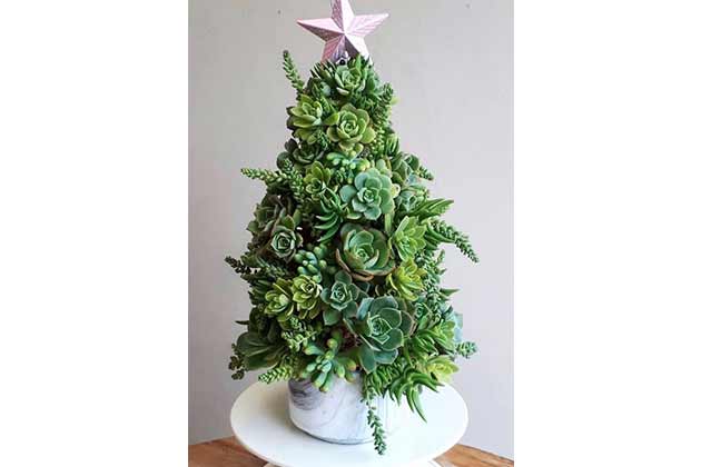 Succulent Tree