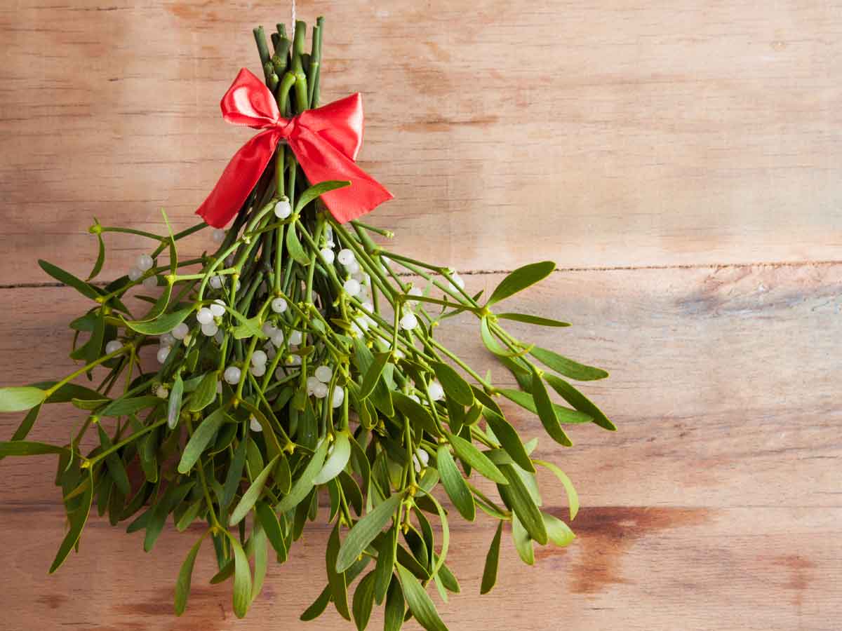 Mistletoe