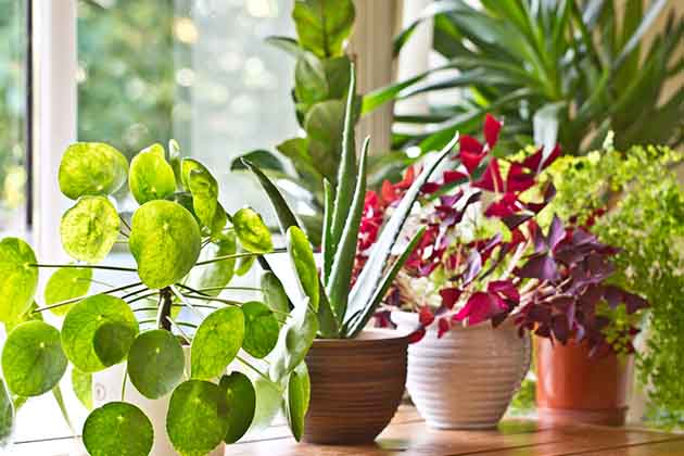 Plants