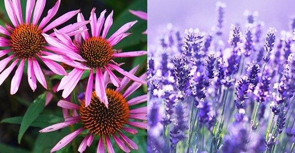 30 Best Flowers to Plant in the Spring main image