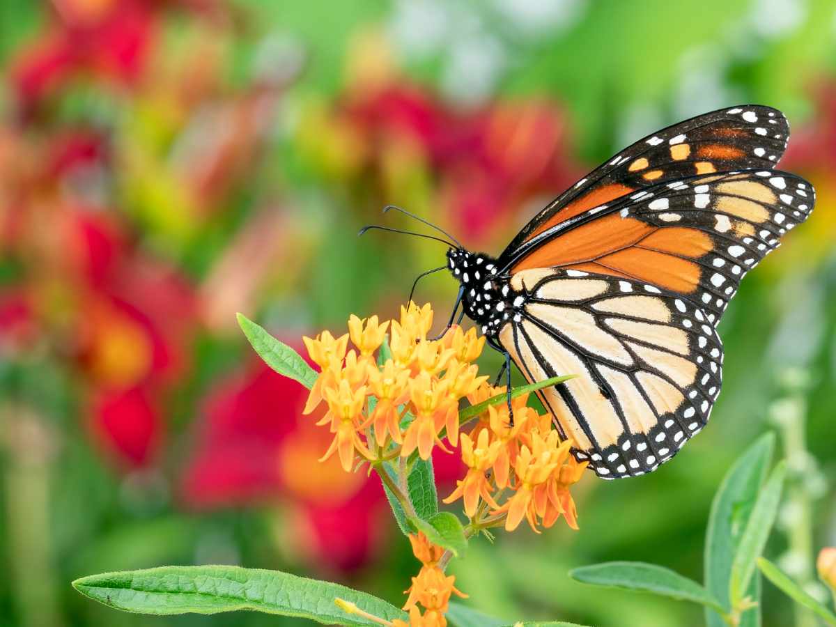 Butterfly Weed