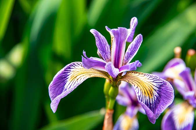 Irises