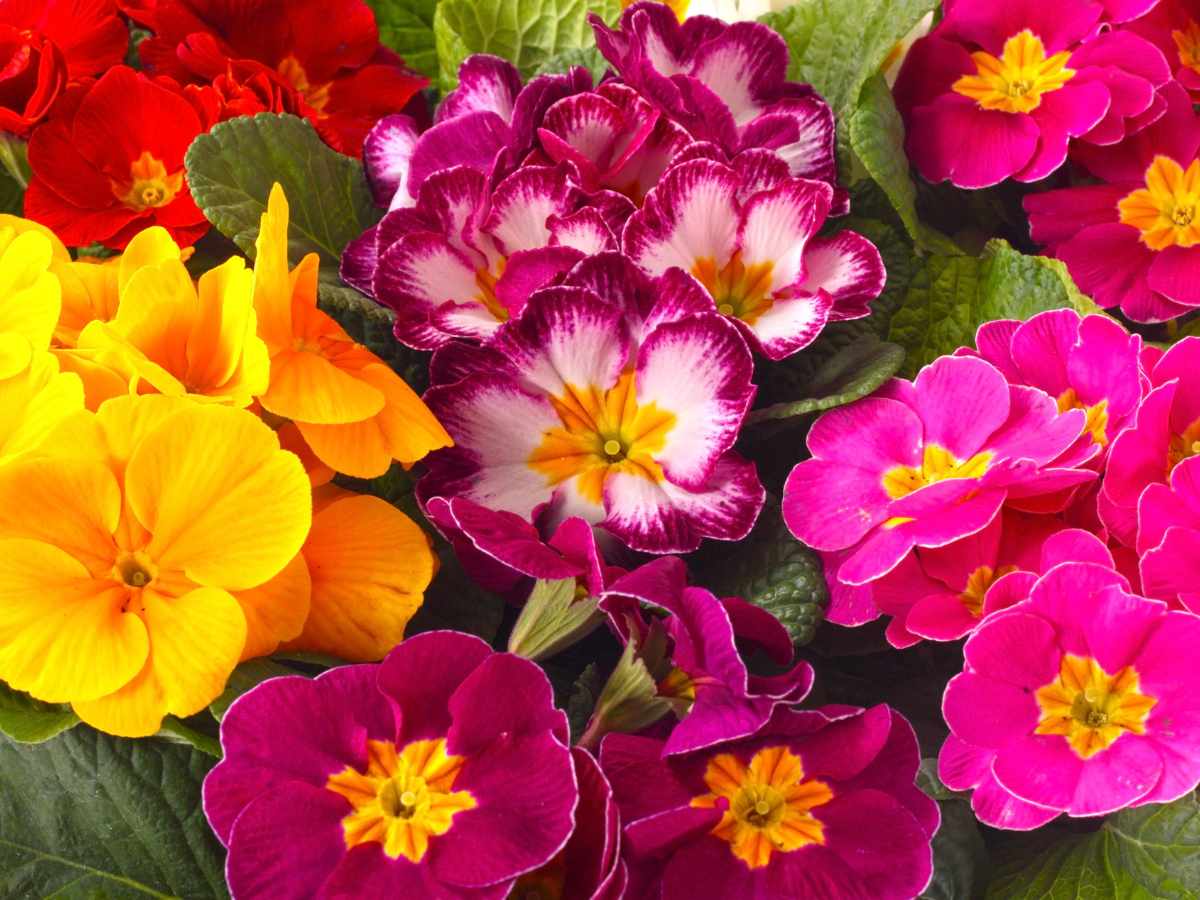 Primrose