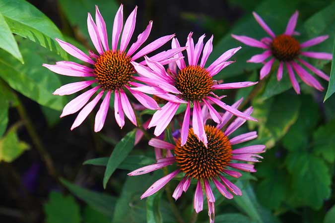 Coneflowers