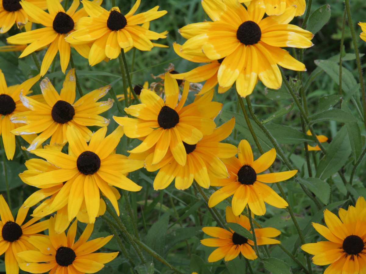 Black-Eyed Susan