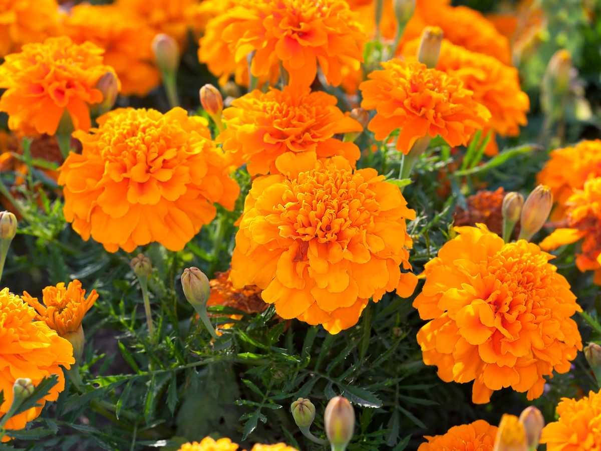 Marigold
