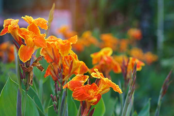 Canna Lilies