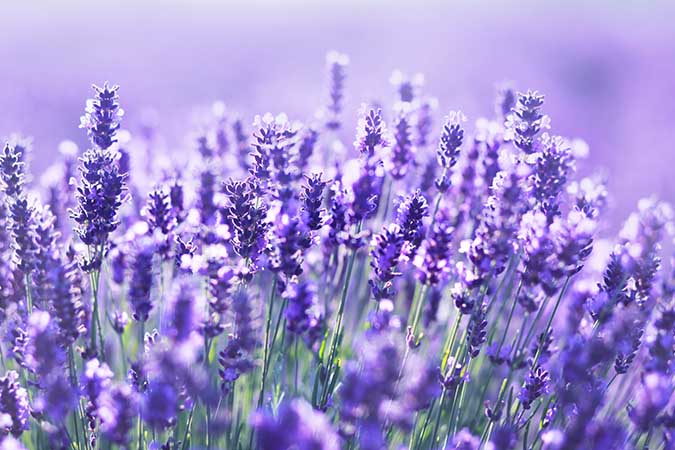 Lavender