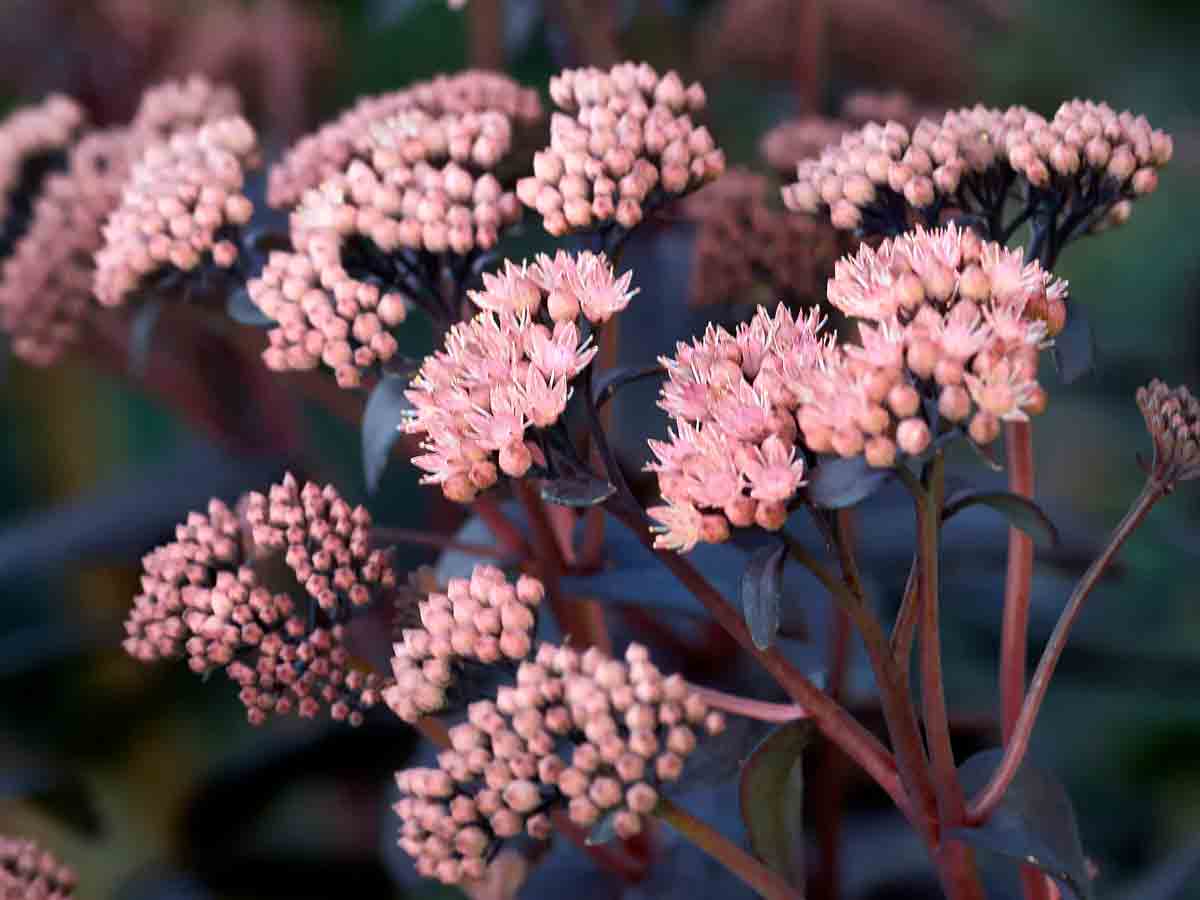 Sedum