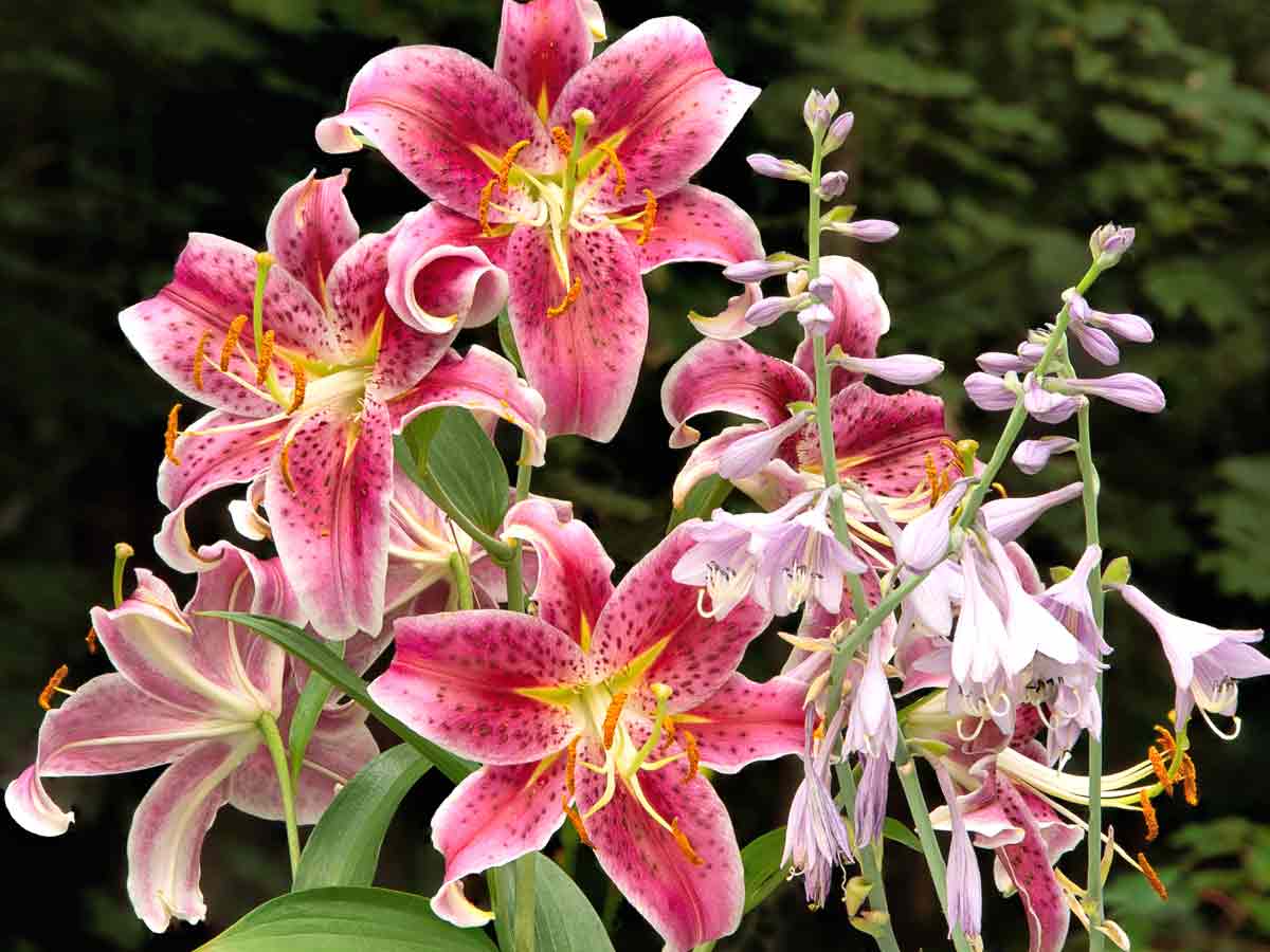Stargazer Oriental Lily