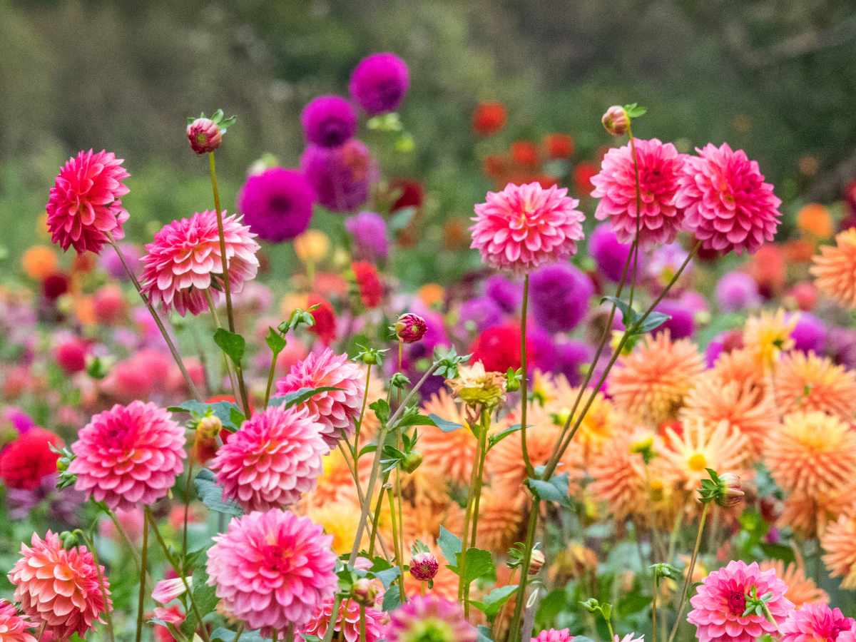 Dahlias