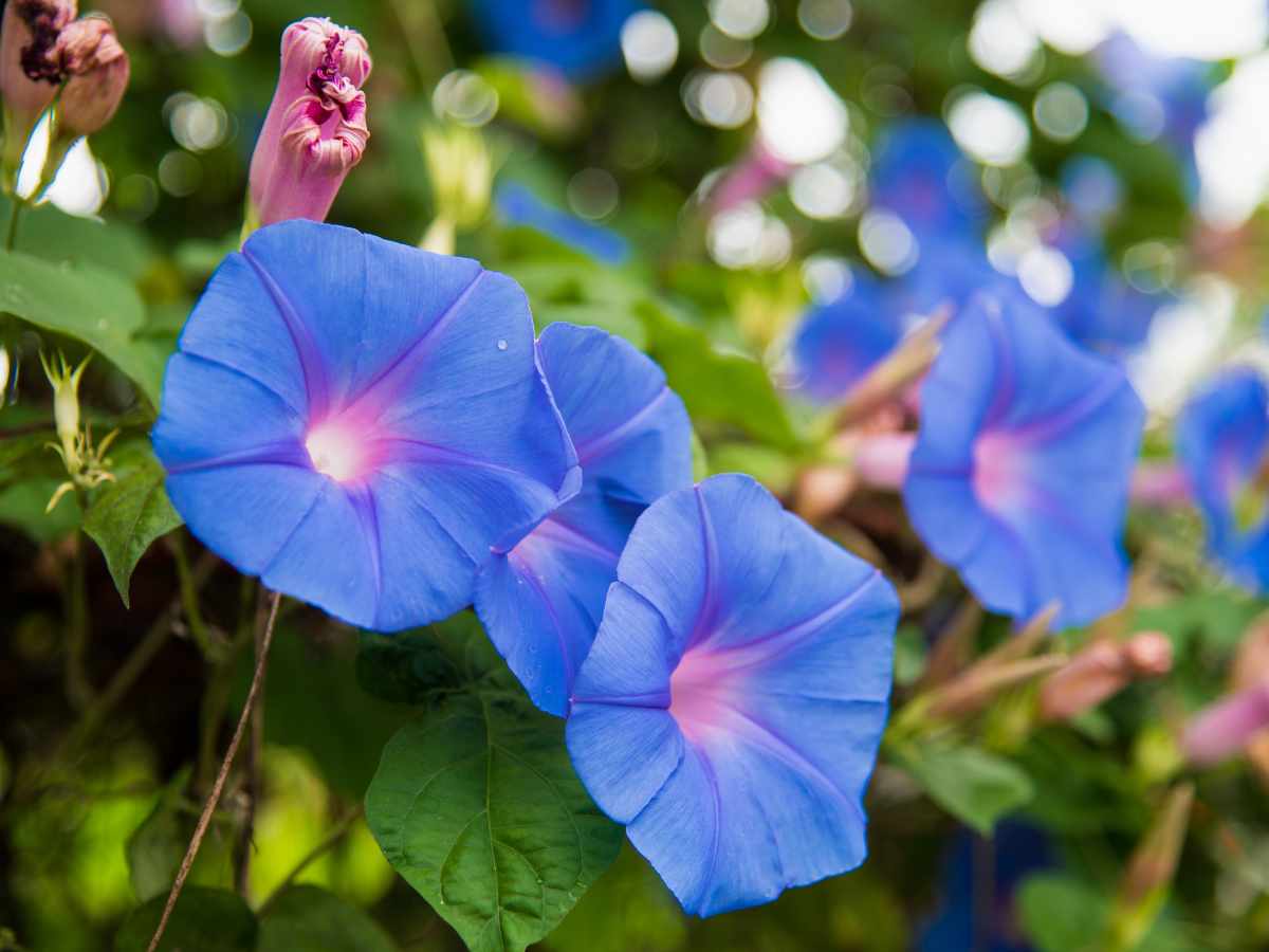 Morning Glory