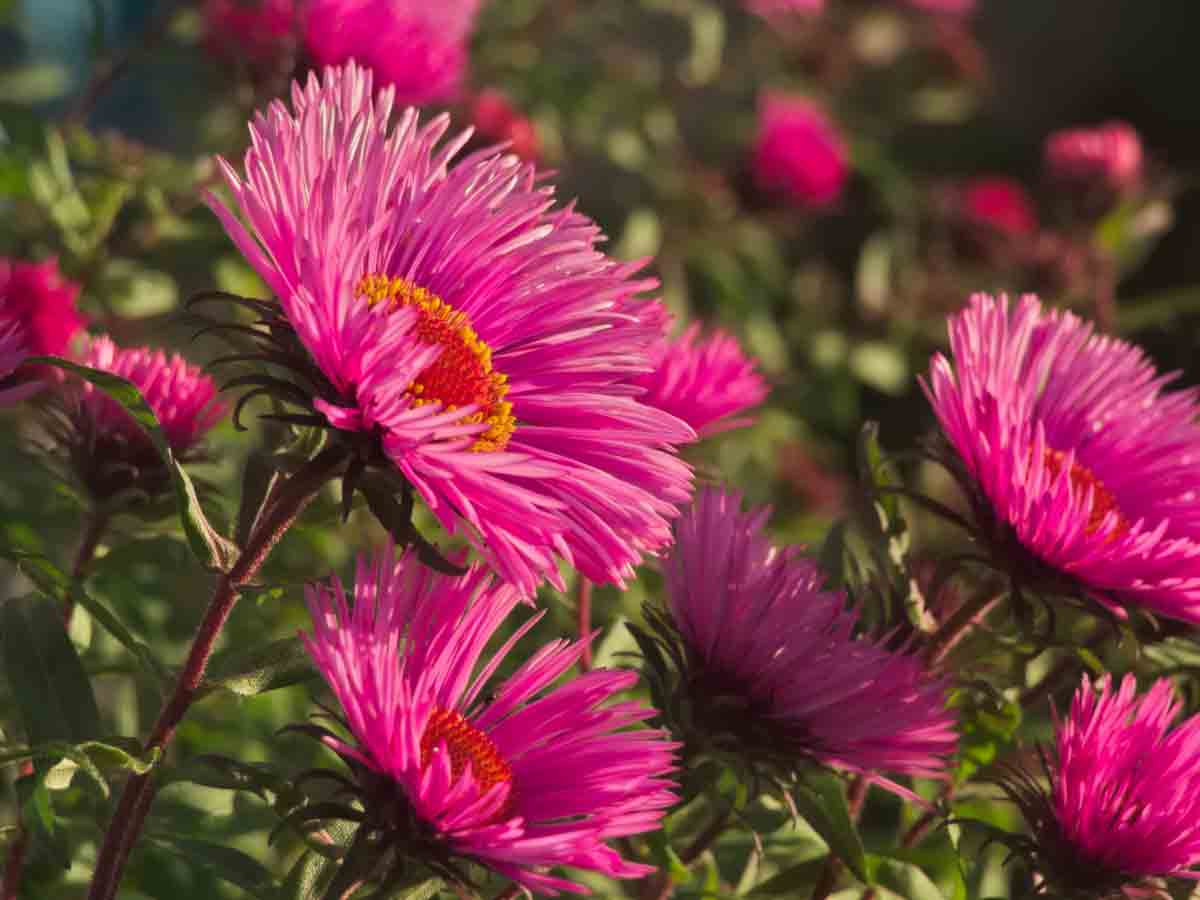 New England Aster