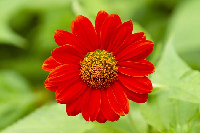 Mexican Sunflowers