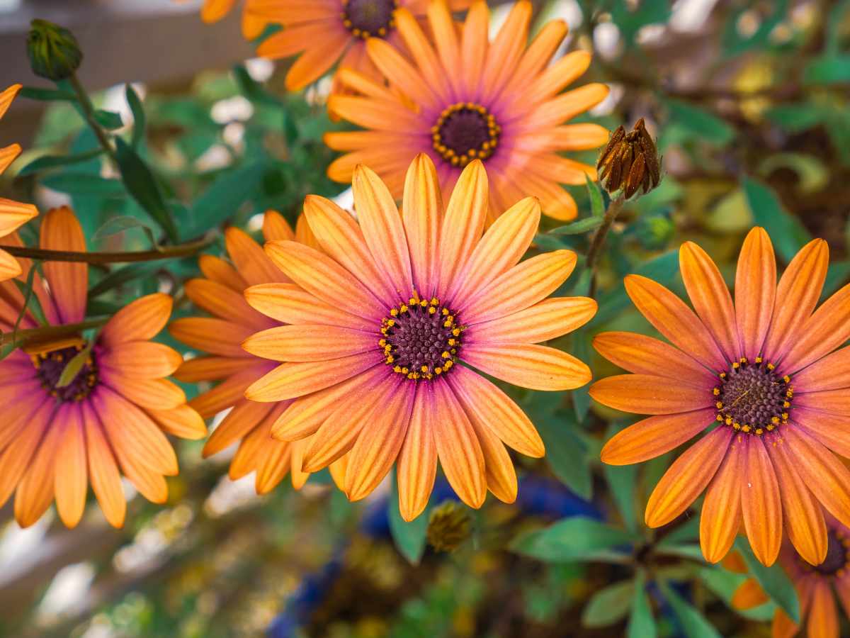 African Daisy