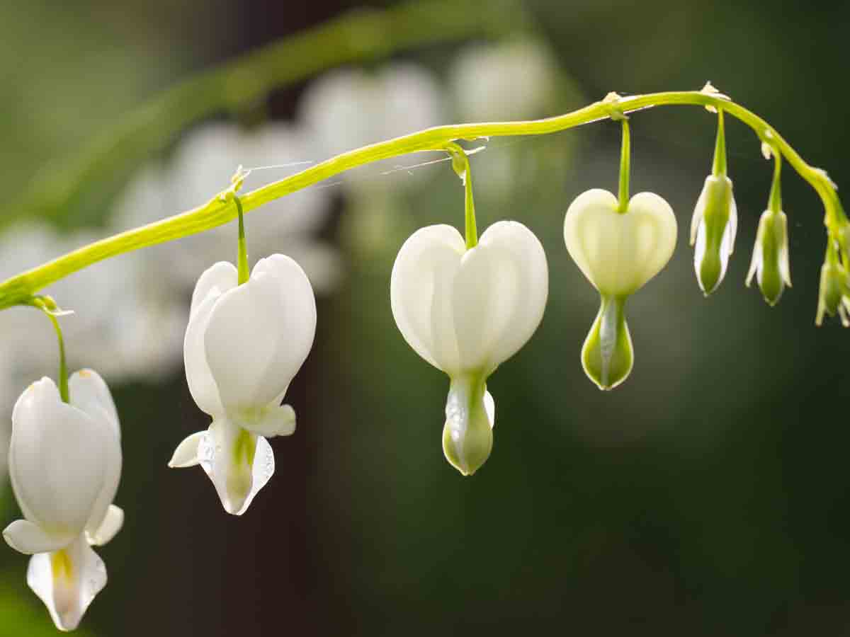 Bleeding Heart