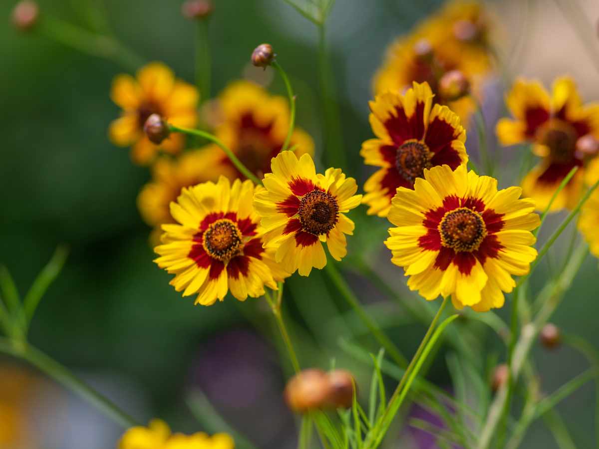 Tickseed
