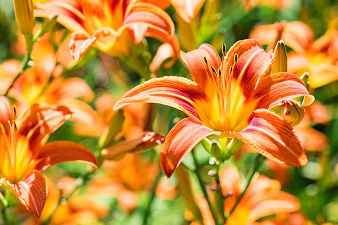 Daylilies