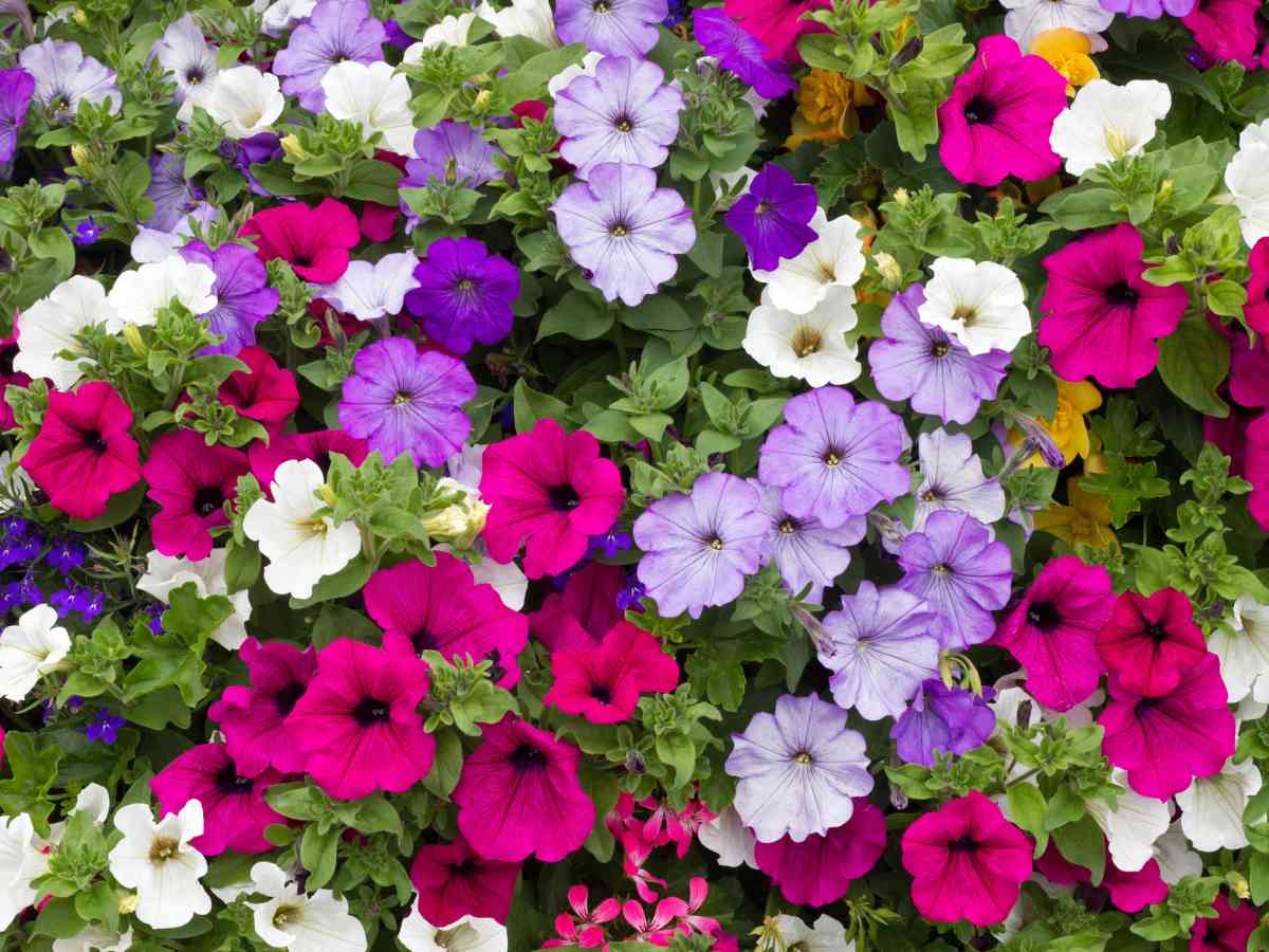 Petunias