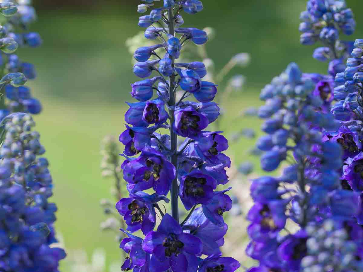 Monkshood