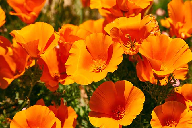 California Poppies