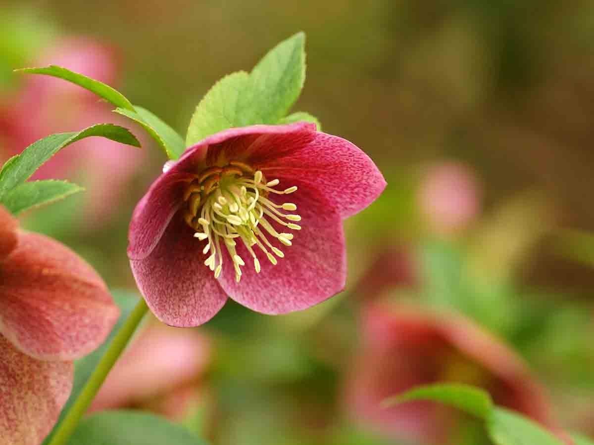 Hellebore