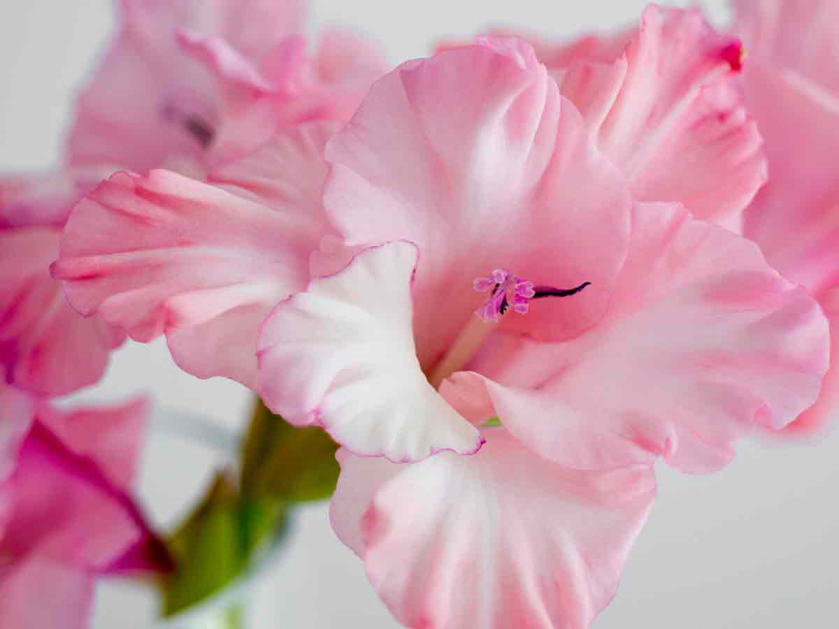 Gladiolus