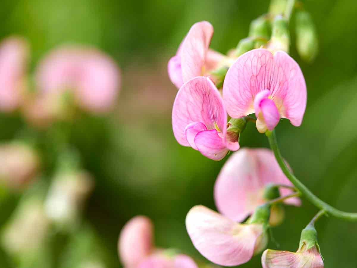 Sweet Pea