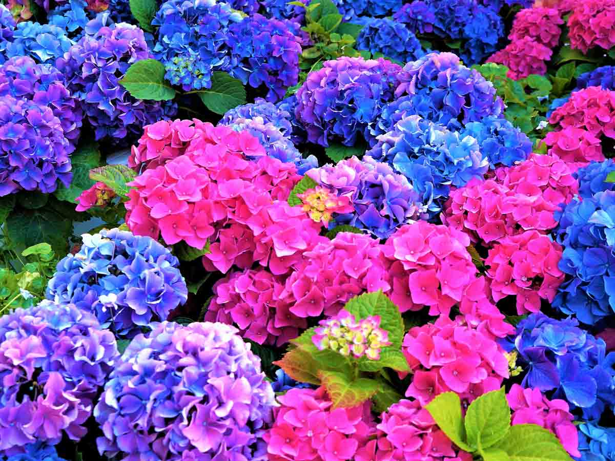 Hydrangeas