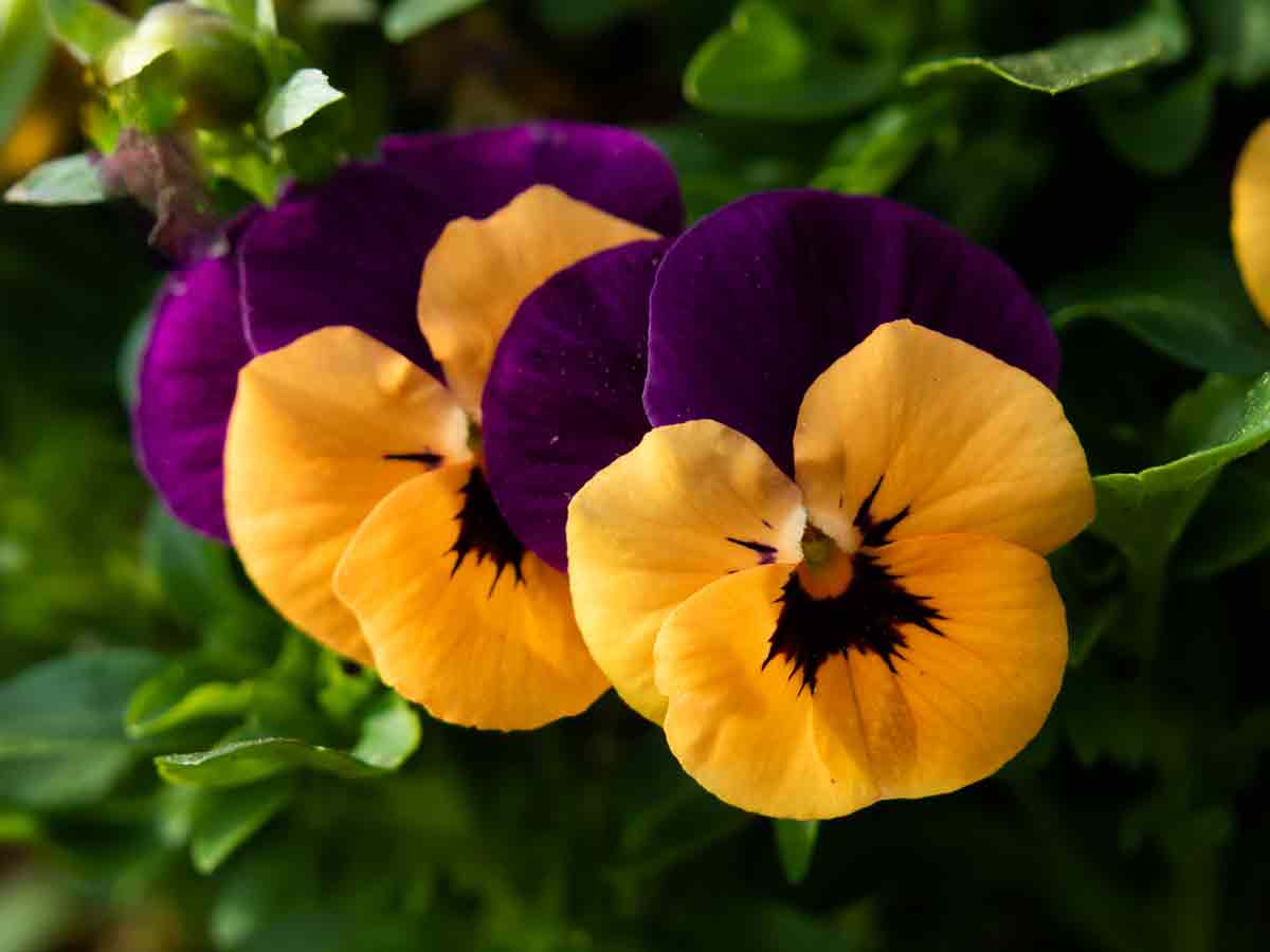 Pansies